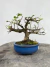 Bonsai Grewia Flor de Lotus com altura total de 15 cm, em vaso azul sobre superfície de madeira