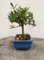 Bonsai de jasmim em vaso azul quadrado, altura total de 18 cm, com folhas verdes brilhantes