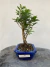 Bonsai de Cereja Silvestre com 25 cm de altura total, plantado em vaso azul quadrado, exibido sobre superfície de madeira rústica
