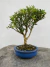 Bonsai Buxus Harlandii em vaso azul redondo sobre superfície de madeira, altura total de 18 cm