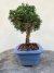 Bonsai Shimpaku em vaso azul quadrado sobre superfície de madeira
