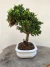 Bonsai Procumbens 