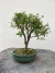 Bonsai Serissa em vaso sobre superfície de madeira, com altura total de 20 cm