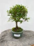 Bonsai Serissa em vaso sobre superfície de madeira, com altura total de 23 cm indicada na imagem