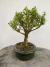 Bonsai Buxus Harlandii em vaso verde escuro redondo sobre superfície de madeira, com altura total de 24 cm incluindo vaso