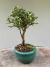 Bonsai Serissa em vaso verde com altura total de 12 cm, destacando folhas pequenas.