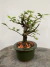 Bonsai Grewia Flor de Lotus em vaso, altura total de 20cm, com folhas verdes e botões de flores
