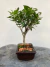 Bonsai Cereja Silvestre em vaso quadrado marrom com altura total de 21 cm, sobre superfície de madeira rústica
