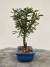 Bonsai Caliandra - B128 - comprar online