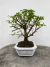 Bonsai Caliandra em vaso verde sobre superfície de madeira