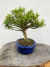 Bonsai Buxus Harlandii com 24 cm de altura total em vaso azul redondo sobre tronco de madeira