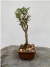 Bonsai Serissa em vaso, altura total de 22 cm