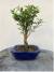 Bonsai de Cereja Silvestre com 25 cm de altura total, plantado em vaso azul quadrado, exibido sobre superfície de madeira rústica