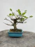 Bonsai Grewia Flor de Lotus com altura total de 14 cm incluindo vaso azul quadrado sobre superfície de madeira
