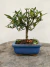 Bonsai de jasmim em vaso azul quadrado, altura total de 18 cm, com folhas verdes brilhantes