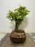 Bonsai Piracanta B88 em vaso de cerâmica, com folhas verdes saudáveis e tronco visível.