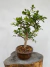 Bonsai de jabuticaba com folhas verdes em vaso marrom sobre tronco de madeira, altura total de 47 cm