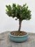 Bonsai Procumbens com aproximadamente 20 cm de altura total, plantado em vaso cerâmico verde