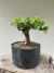Pré Bonsai Grewia Flor de Lotus em vaso preto