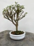 Bonsai Serissa com folhas verdes pequenas em vaso branco sobre superfície de madeira