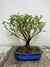 Bonsai Serissa Rosa em vaso azul, medindo 21 cm de altura.