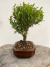 Bonsai Cereja Silvestre em vaso sobre tronco de árvore, altura total de 28cm