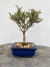 Bonsai Serissa com altura total de 19 cm, plantado em vaso azul quadrado sobre superfície de madeira.