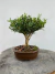 Bonsai Buxus Harlandii em vaso com altura total de 20cm, exibido sobre superfície de madeira