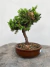Bonsai Procumbens com 20 cm de altura em vaso marrom sobre superfície de madeira