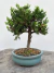 Bonsai Procumbens com 20cm de altura total incluindo vaso azul em superfície de madeira