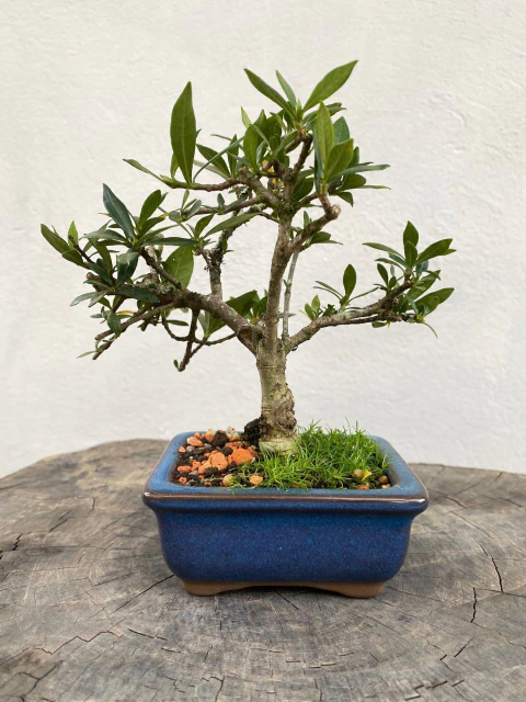 Bonsai de jasmim em vaso azul quadrado com folhas verdes, altura total de 18 cm