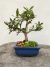 Bonsai de jasmim em vaso azul quadrado com folhas verdes, altura total de 18 cm