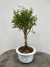 Bonsai Serissa em vaso com altura total de 28 cm, mostrado sobre superfície de madeira.