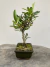 Bonsai Piracanta B20 com altura total de 24cm incluindo vaso quadrado verde escuro, com folhas verdes e musgo no solo, sobre superfície de madeira