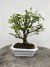 Bonsai Caliandra em vaso verde sobre superfície de madeira