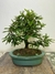 Bonsai Caliandra em vaso verde, com folhagem densa e tronco visível.
