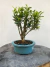 Bonsai Cereja Silvestre com 25 cm de altura total incluindo vaso azul sobre tronco de madeira