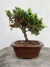 Bonsai Procumbens com altura total de 21 cm, plantado em vaso.