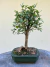 Bonsai Gabiroba com folhas verdes em vaso verde sobre tronco de árvore, altura total de 28 cm