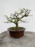 Bonsai Grewia Flor de Lotus em vaso marrom sobre superfície de madeira com altura total de 20 cm indicada