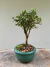 Bonsai Serissa em vaso verde com altura total de 12 cm, destacando folhas pequenas.