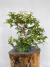 Bonsai de jabuticaba com folhas verdes em vaso azul sobre tronco de madeira