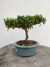 Bonsai Procumbens em vaso redondo sobre tronco de madeira