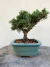 Bonsai Shimpaku em vaso verde quadrado