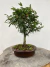 Bonsai Caliandra em vaso sobre tronco de madeira, altura total de 29 cm B204