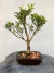Bonsai Cereja Silvestre B41 com 30cm de altura total incluindo vaso, exibido em vaso retangular marrom sobre base de madeira