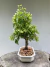 Bonsai Acer Miyasama com 30 cm de altura total, incluindo vaso branco octogonal, sobre superfície de madeira