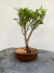 Bonsai Cereja Silvestre em vaso marrom redondo sobre superfície de madeira, com altura total de 23 cm incluindo planta e vaso.