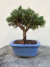 Bonsai Shimpaku em vaso azul quadrado sobre superfície de madeira