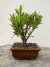 Bonsai Cereja Silvestre - B184